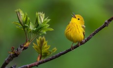 开云体育视频直播-艺术足球的现代诠释，佛罗伦萨战术碾压希腊，孙兴慜个人英雄主义照亮全场