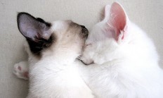 开云体育-佩德里关键一传定乾坤，乌克兰绝境逢生力克玻利维亚