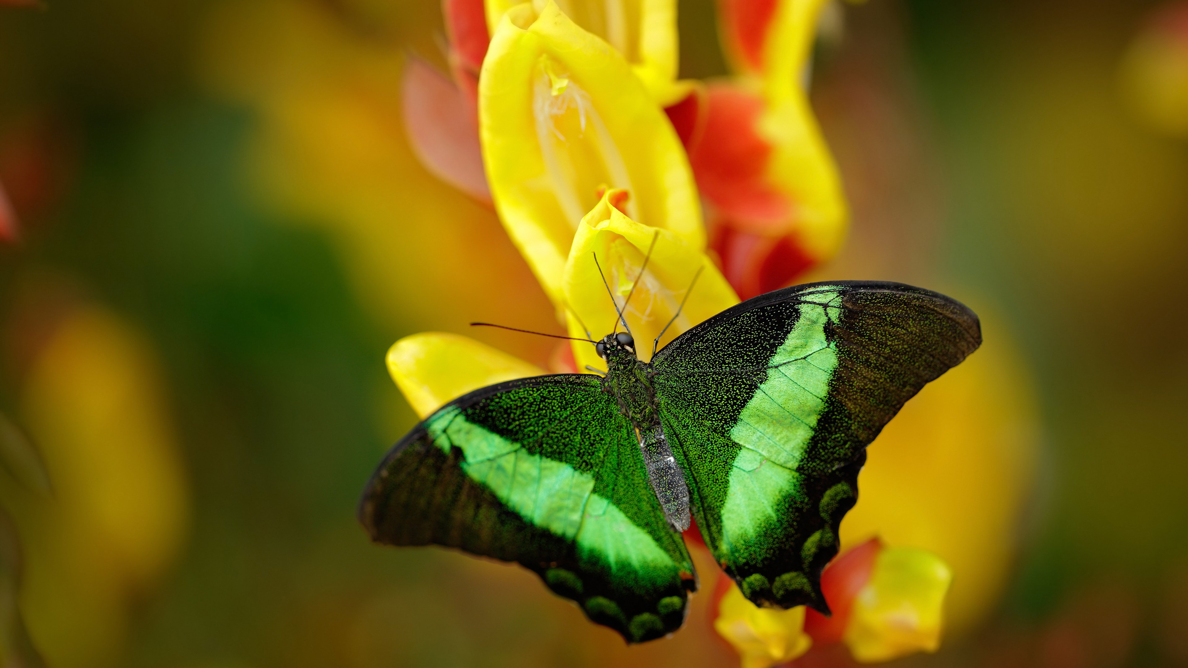 新疆队终结魔术，霍勒迪存在感拉满
