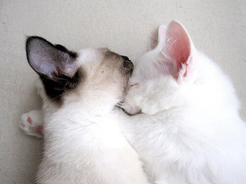 佩德里关键一传定乾坤，乌克兰绝境逢生力克玻利维亚