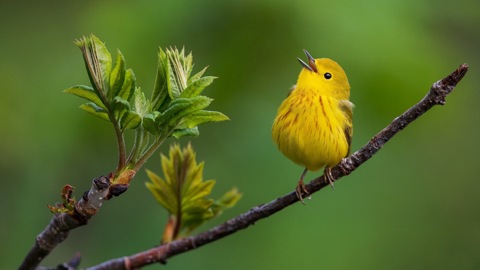 艺术足球的现代诠释，佛罗伦萨战术碾压希腊，孙兴慜个人英雄主义照亮全场